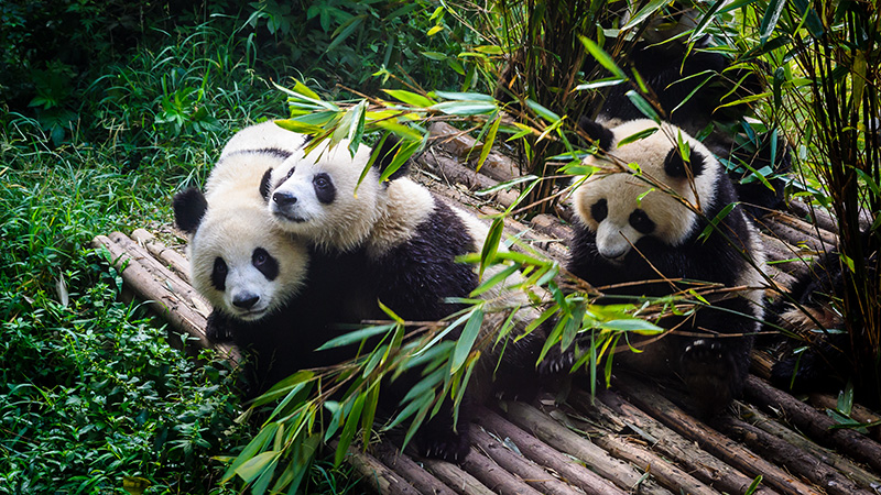 Pandas enjoying their bamboo breakfast in Chengdu Research Base, China